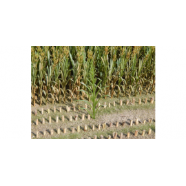 Juweela Maisplanten Groen 50 stuks