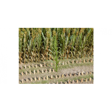 Juweela Maisplanten Groen 50 stuks