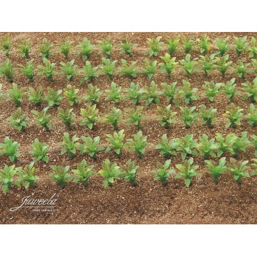 Juweela Sugarbeet plants (+/- 2cm high) 25 pieces