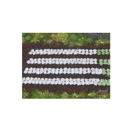 Juweela Red Cabbage - 220 Pieces