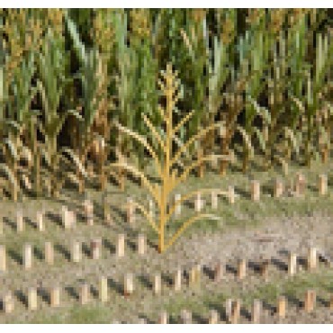 Corn plants BROWN